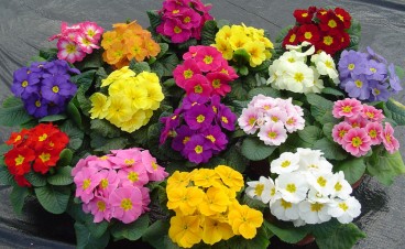 Инструкция по выращиванию Primula Acaulis