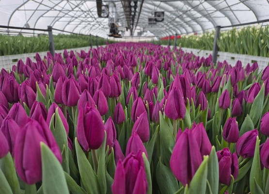 Срезка тюльпана к 8 марта