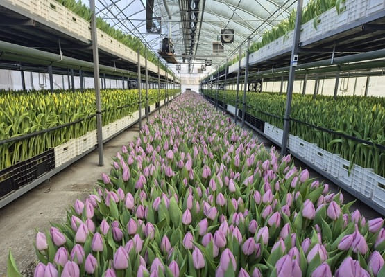 Срезка тюльпана к 8 марта