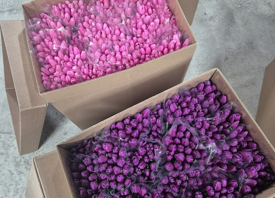 Срезка тюльпана к 8 марта