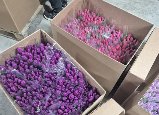 Срезка тюльпана к 8 марта