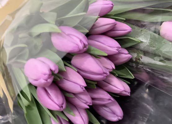 Срезка тюльпана к 8 марта