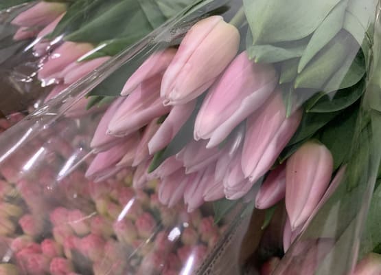 Срезка тюльпана к 8 марта