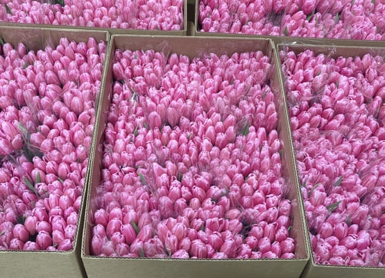 Срезка тюльпана к 8 марта