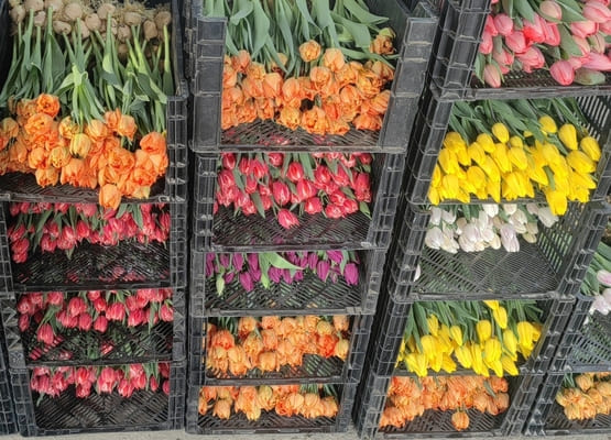 Срезка тюльпана к 8 марта