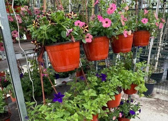 Однолетние горшечные цветы