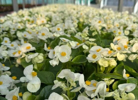 Однолетние горшечные цветы