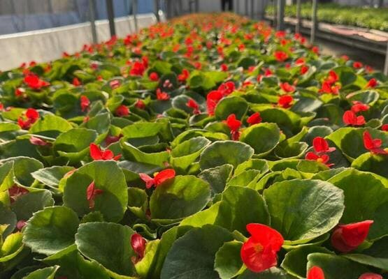 Однолетние горшечные цветы