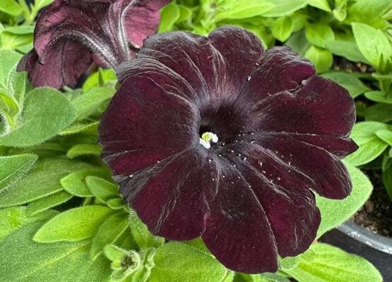 Однолетние горшечные цветы