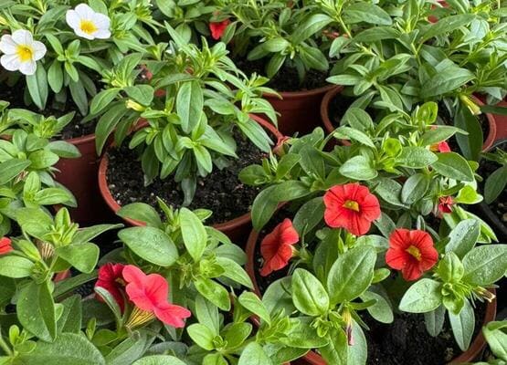 Однолетние горшечные цветы