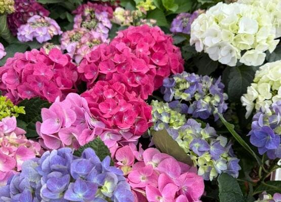 Однолетние горшечные цветы