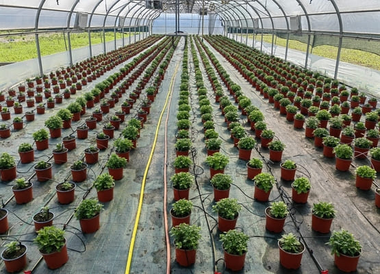 Однолетние горшечные цветы