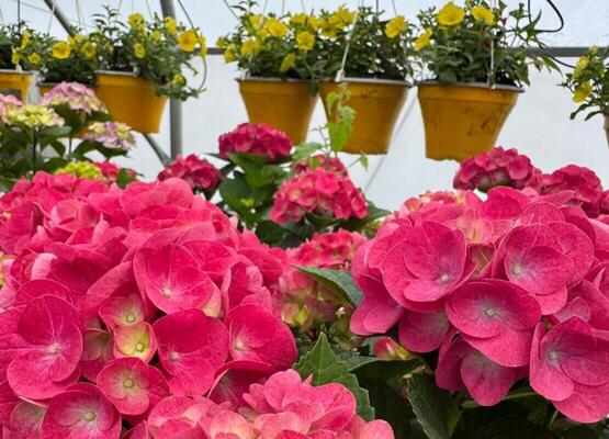 Гортензия в горшках цветущая