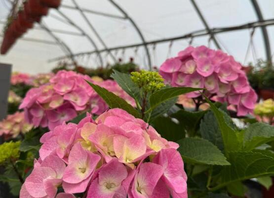 Гортензия в горшках цветущая