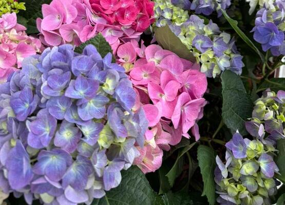 Гортензия в горшках цветущая