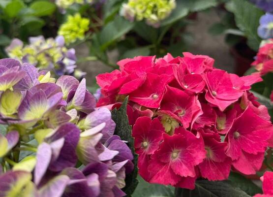 Гортензия в горшках цветущая