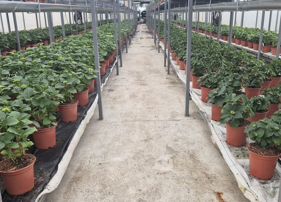 Гортензия в горшках цветущая