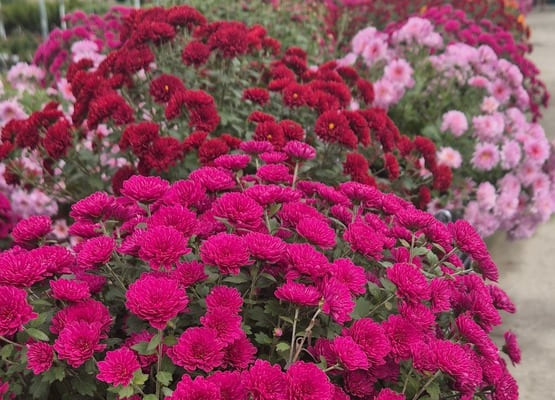 Хризантемы в горшках цветущие мультифлора