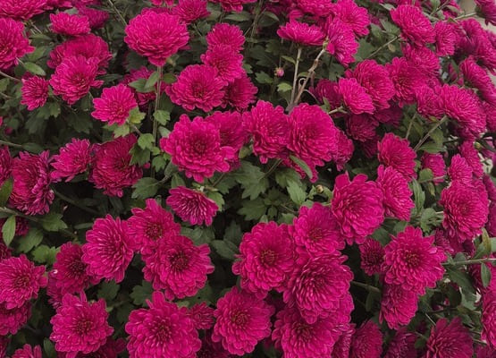 Хризантемы в горшках цветущие мультифлора