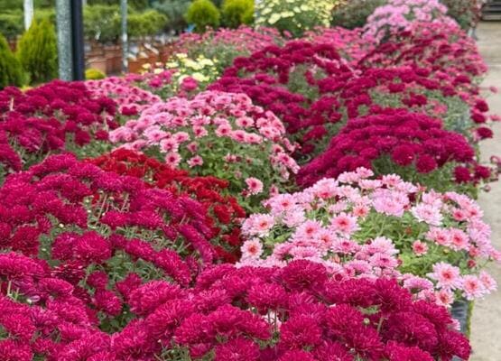 Хризантемы в горшках цветущие мультифлора