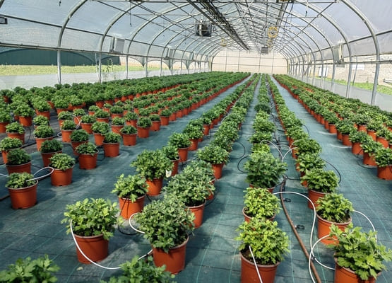 Хризантемы в горшках цветущие мультифлора