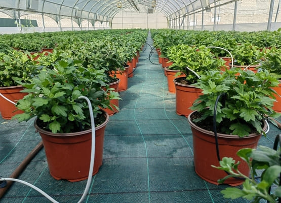 Хризантемы в горшках цветущие мультифлора