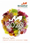 Черенки Хризантемы Multiflora горшечная и хризантема на срез 2021 Straathofplants